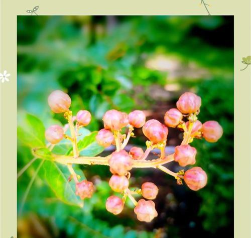 紫薇花的花期有多长？有哪些独特特点？