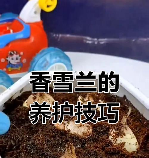 香雪兰的种植方法是什么？选种与土壤有何讲究？