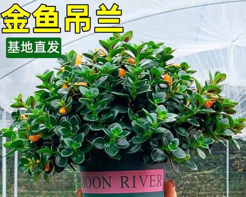 金鱼吊兰盆栽如何一年开花？灵动可爱浪漫的背后是什么？