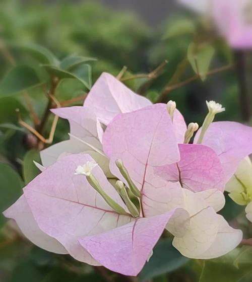 杜鹃花如何全方位养护？从历史到环境条件的解析是什么？