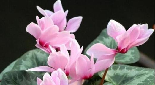 仙客来开完花就扔吗？3步操作如何实现全年开花不断？