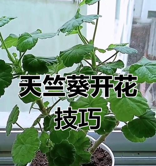 天竺葵的养护方法是什么？如何养好天竺葵？