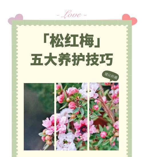 红梅春节时会开花吗？有什么特别的养护技巧？