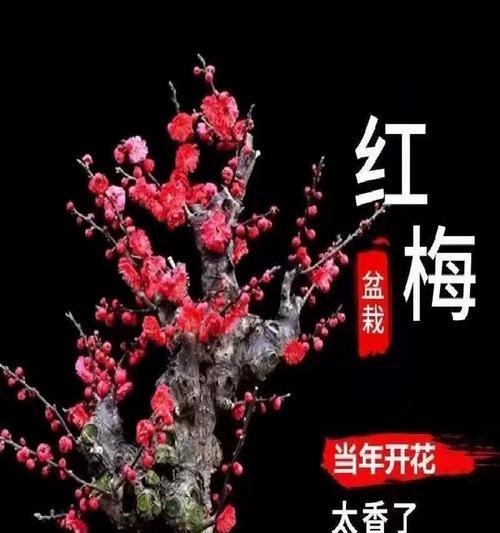 红梅春节时会开花吗？有什么特别的养护技巧？