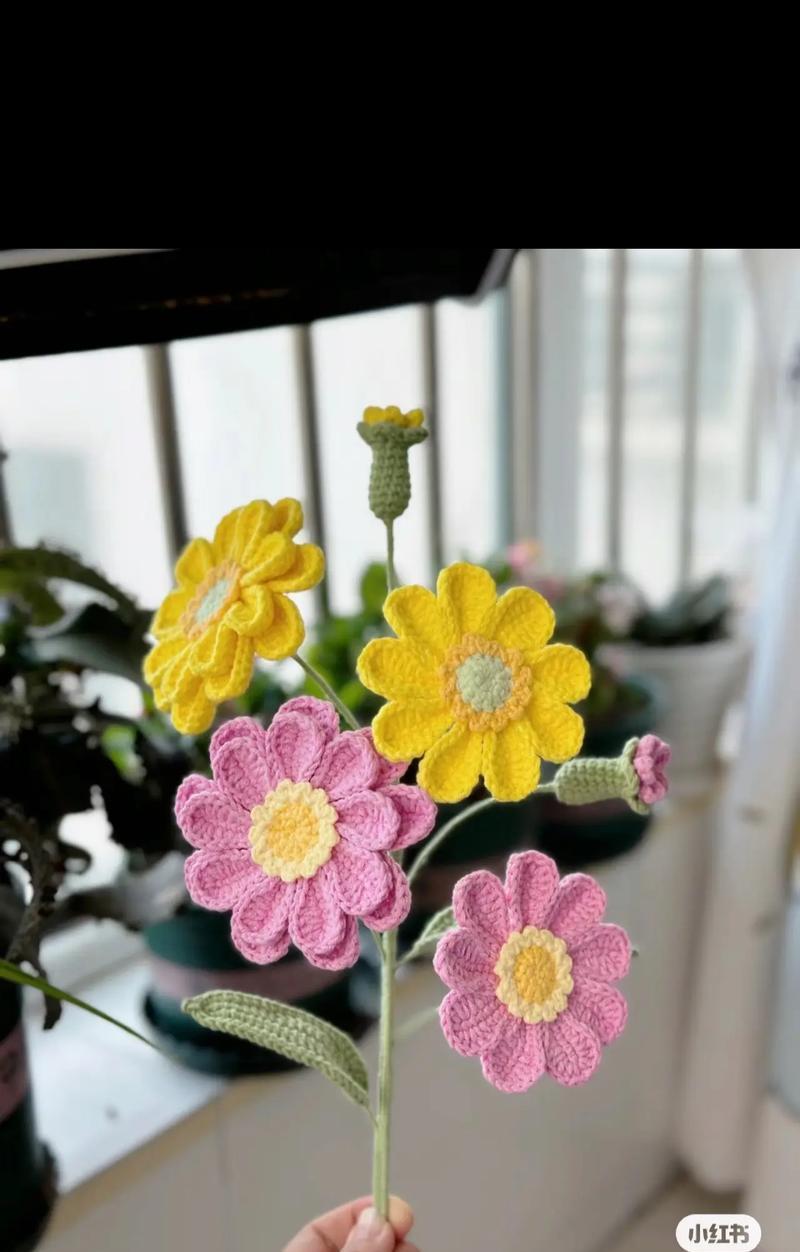 雏菊和杭菊有什么关系？如何区分？