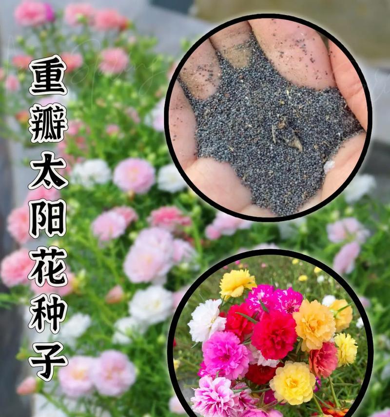 太阳花的花语是什么？如何养护太阳花？