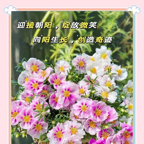太阳花的花语是什么？如何养护太阳花？