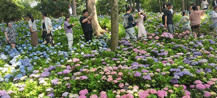 绣球花有哪些新玩法？15种搭配植物的全攻略是什么？