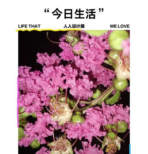 紫薇花有什么传说？在现实中如何作为观花植物？