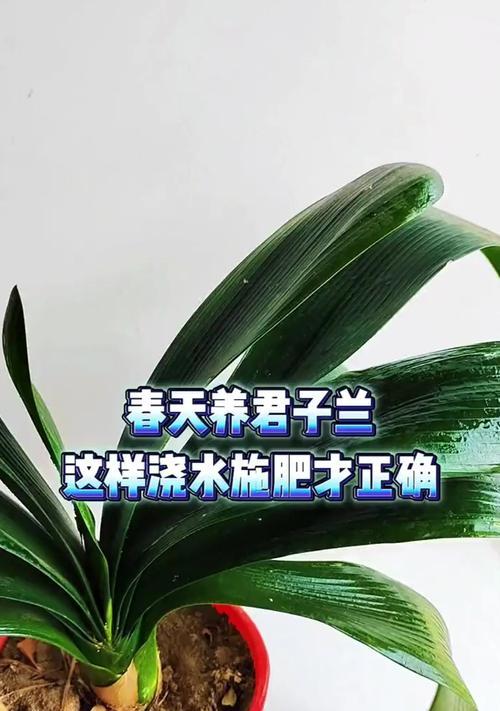 君子兰如何全面养护？从土壤到施肥的解析是什么？