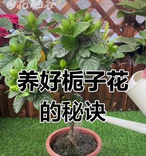 夏季栀子花养护三步走？如何应对黄叶掉苞？