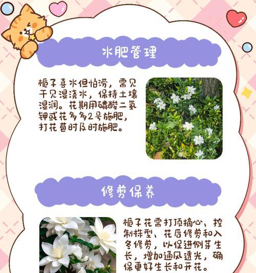 栀子花爆盆白花秘诀是什么？