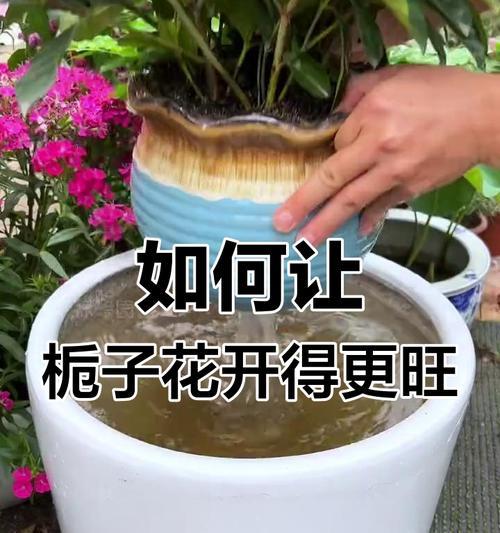 室内栀子花年年开花的秘诀？