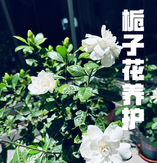 室内栀子花年年开花的秘诀？