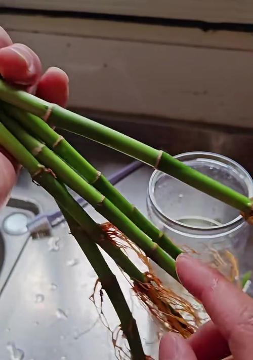 富贵竹生根后如何快速生长？