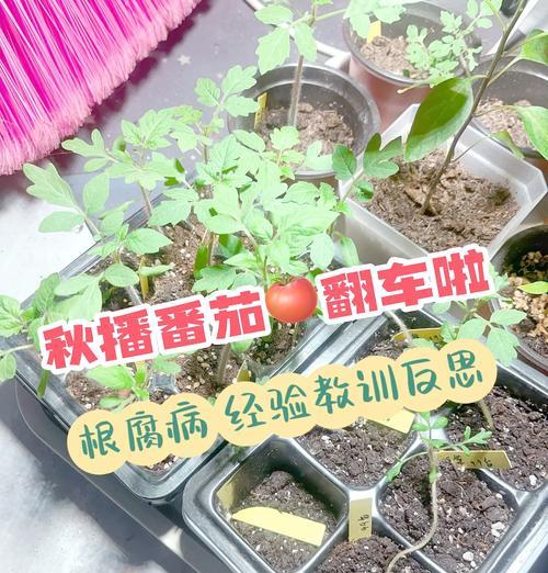 番茄高产育苗的最佳时间与技术要点是什么？