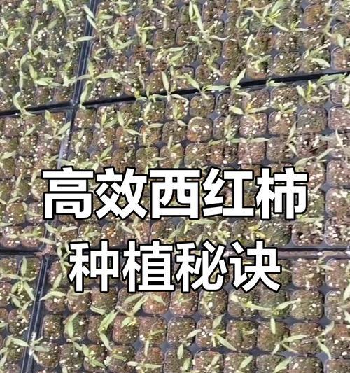 番茄高产育苗的最佳时间与技术要点是什么？