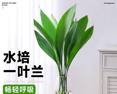 一叶兰通常如何养殖？