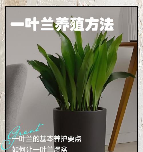 一叶兰通常如何养殖？
