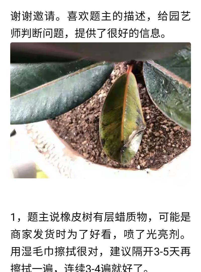 橡皮树从土壤到繁殖技巧全攻略？