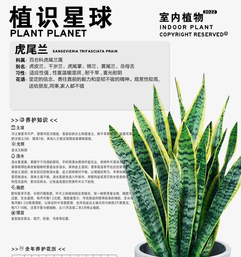 金边虎皮兰的养护要点是什么？