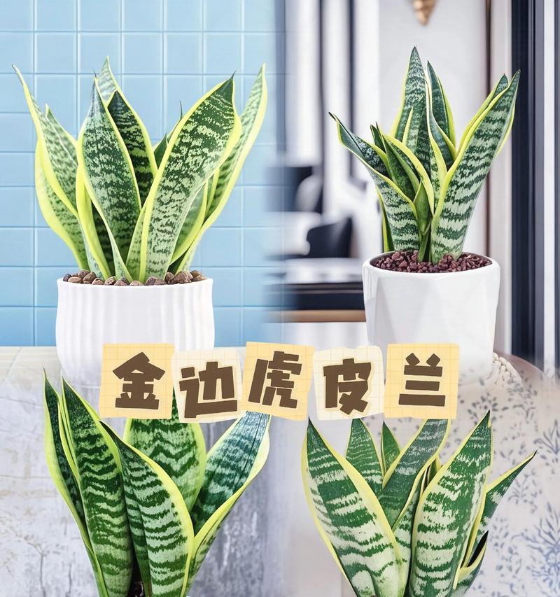 金边虎皮兰的养护要点是什么？