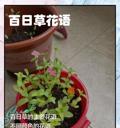百日草种植一年后是否年年开花？