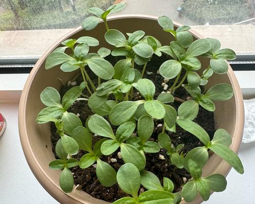 百日草种植一年后是否年年开花？
