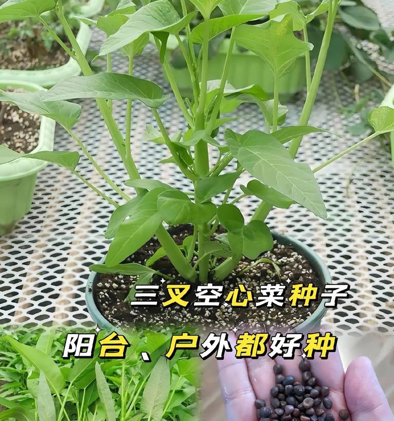 如何提升蔬菜种子的催芽效率？