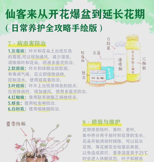 仙客来的全方位养护指南是什么？
