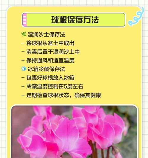 仙客来的全方位养护指南是什么？