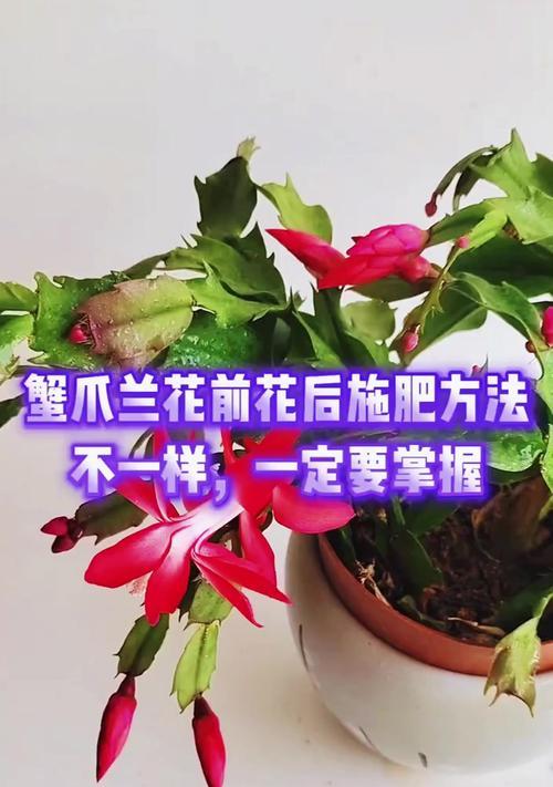 蟹爪兰花期调控与四季管理方法？