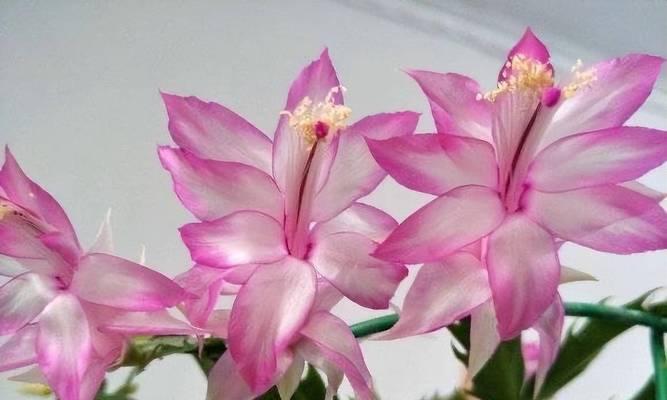 蟹爪兰花期调控与四季管理方法？