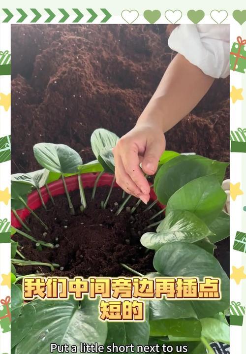 万年青比绿萝更茂盛的养护方法？