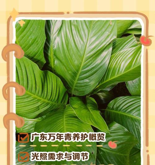 万年青比绿萝更茂盛的养护方法？
