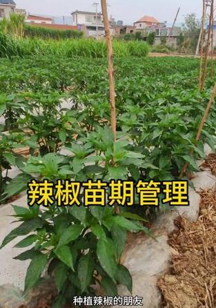 辣椒种植需要注意哪些技术与管理方法？