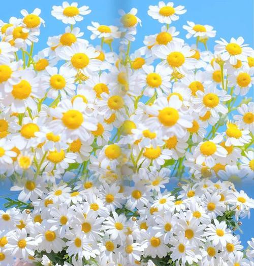 雏菊的花期通常持续多久？