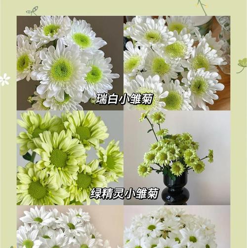 雏菊的花期通常持续多久？