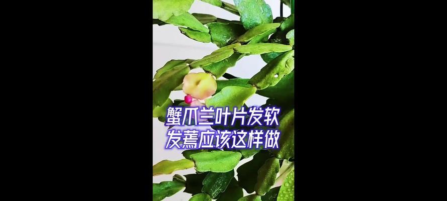 蟹爪兰叶子变软的原因是什么？如何改正错误养护？