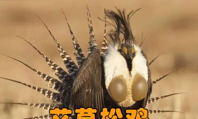 母鸡不与公鸡交配能否产蛋？公鸡的真正作用是什么？