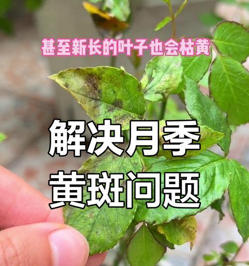 月季黄叶的原因有哪些？如何解决？