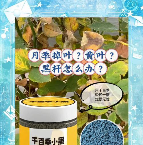 月季黄叶的原因有哪些？如何解决？