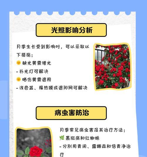 月季黄叶的原因有哪些？如何解决？