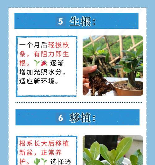 沙漠玫瑰的正确养护方法是什么？