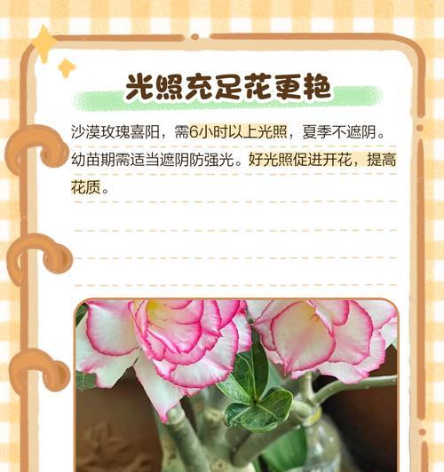 沙漠玫瑰的正确养护方法是什么？