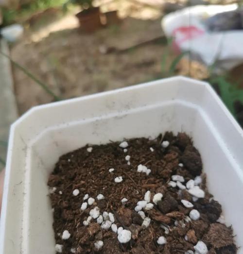 酢浆草如何才能顺利开花？