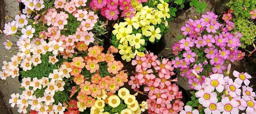 酢浆草如何才能顺利开花？