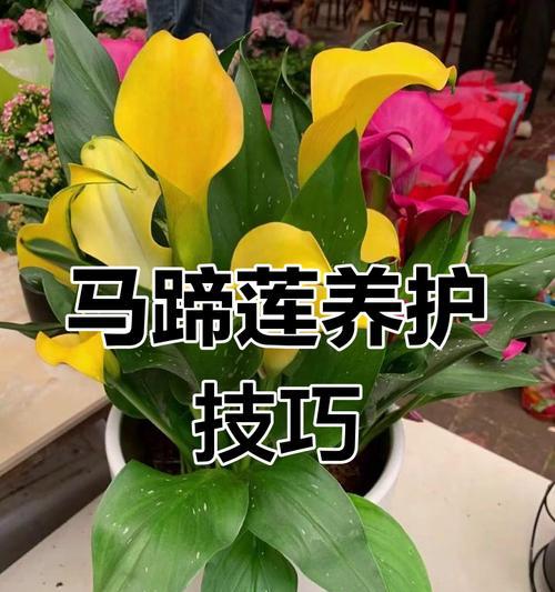 马蹄莲的养护和搭配建议有哪些？