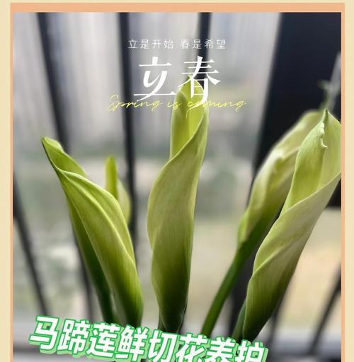 马蹄莲的养护和搭配建议有哪些？