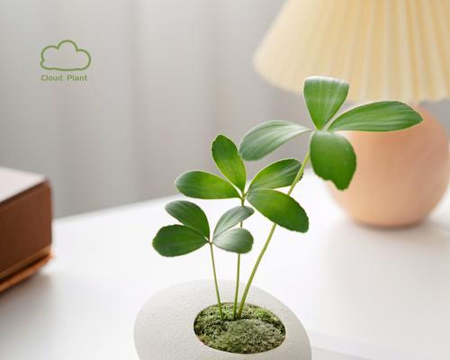 花卉绿植盆栽的常见问题有哪些？